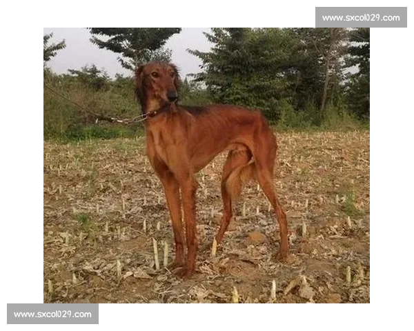 细犬竞技争锋 赛场英姿尽显小型犬速度与力量之美